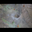 Eine Trichternetzspinne am Berg von Phnom Bakheng